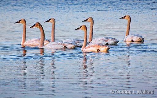 Six Swans A-Swimming_26456.jpg - Photographed at sunrise along the Rideau Canal Waterway at Kilmarnock, Ontario, Canada.